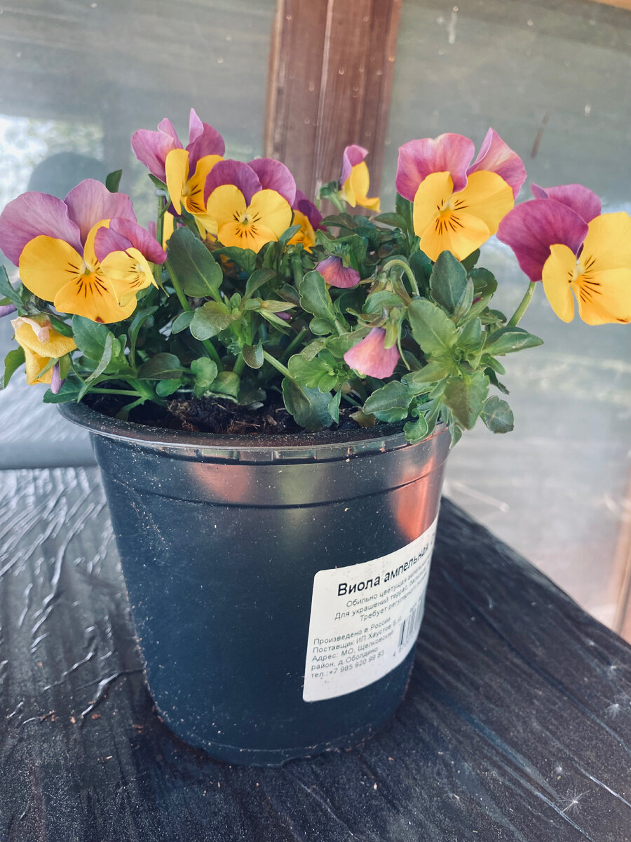 Мои новые цветочки.