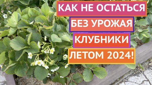 ВСЕ ОБ УХОДЕ ЗА КЛУБНИКОЙ ВЕСНОЙ И ЛЕТОМ 2024!