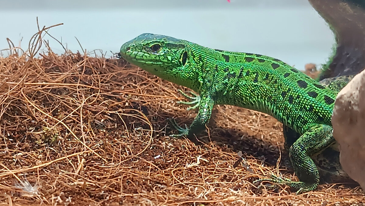 Мой самец прыткой ящерицы Гоша