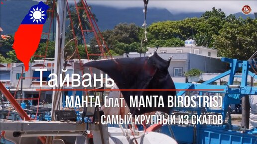 Манта (лат. Manta birostris) — самый крупный из скатов. Рецепт приготовления Ската Манта / СербаТВ 🔴