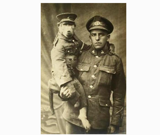 Необычная история о Джеке - павиане, который стал частью британской армии во время Первой мировой войны.
