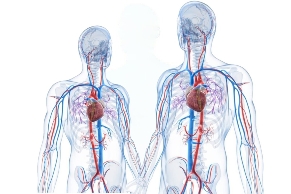 строение сердечно-сосудистой системы