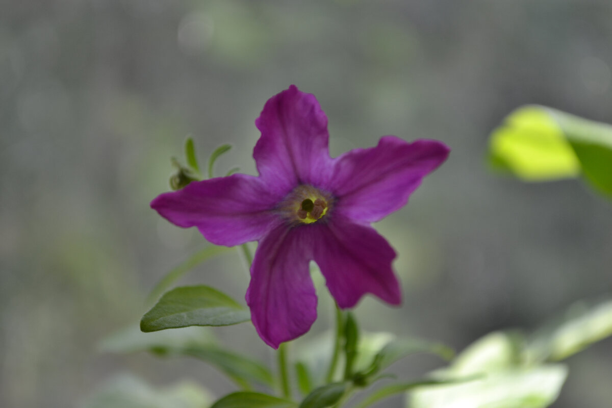 Цветение сейчас и тогда. 