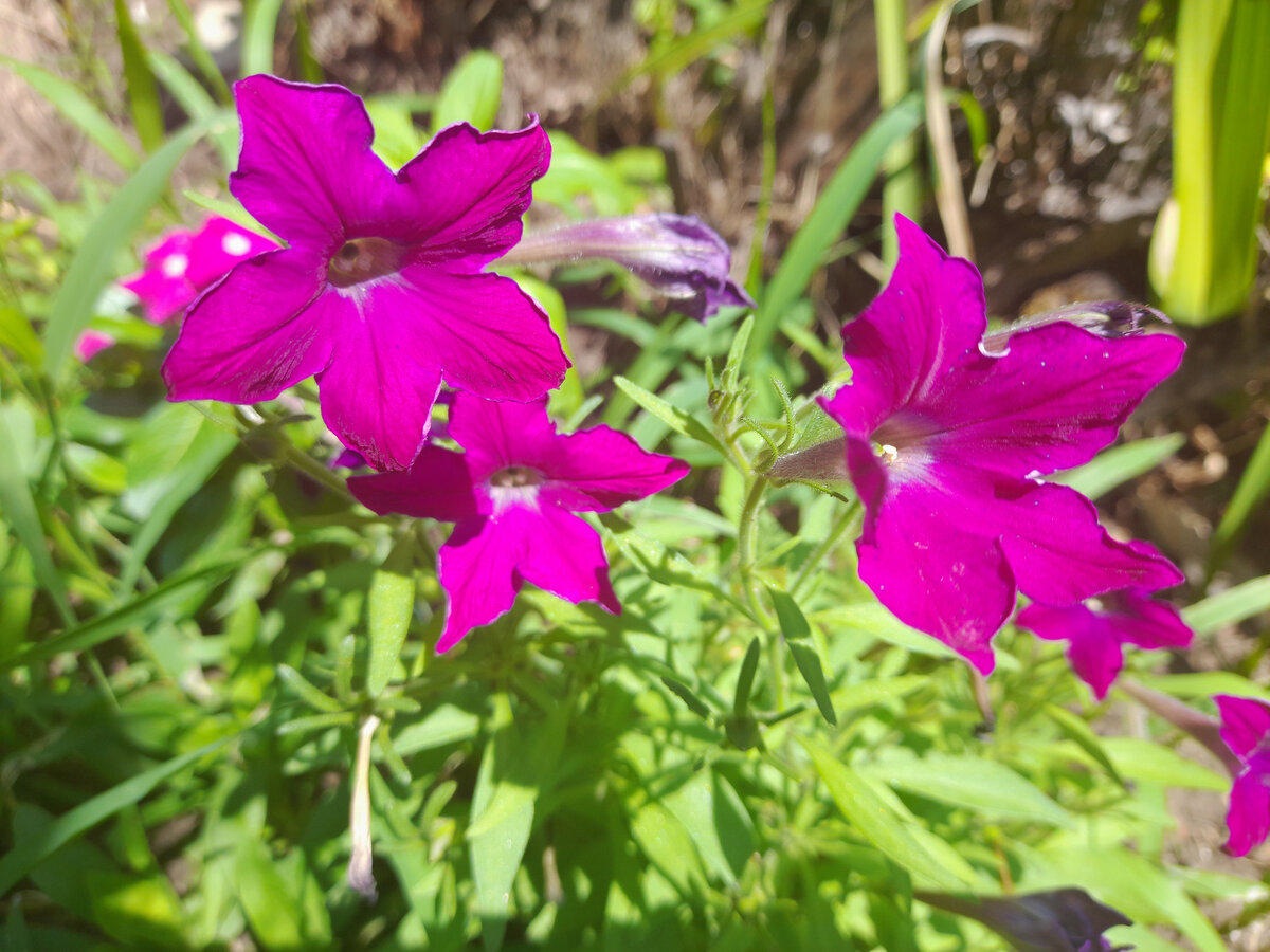 Всходы получались с розоватыми и голубоватыми цветами. Не знаю, сколько расцветок выйдет из этого посева.