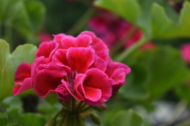 Мощные и здоровые букеты: добавьте 1 ложку под герань – и желтых ...