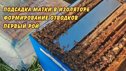 пчеловодство, подсадка матки в изоляторе формирование отводкой первый рой, пасека