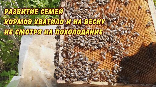 пасека, развитие семей кормов хватило и на весну не смотря на похолодание, пчеловодство