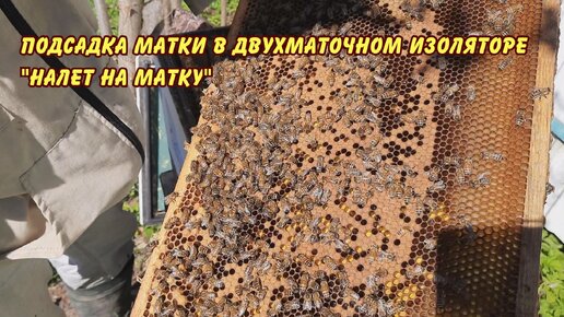 пасека, подсадка матки в двухматочном изоляторе налет на матку, пчеловодство