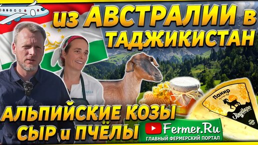 Как австралийцы разводят альпийских коз в Таджикистане. Доильный зал для коз и сыр из козьего молока