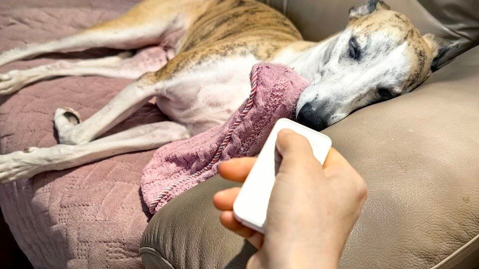 Каждый владелец активной собаки иногда мечтает найти заветную кнопку "Выкл"