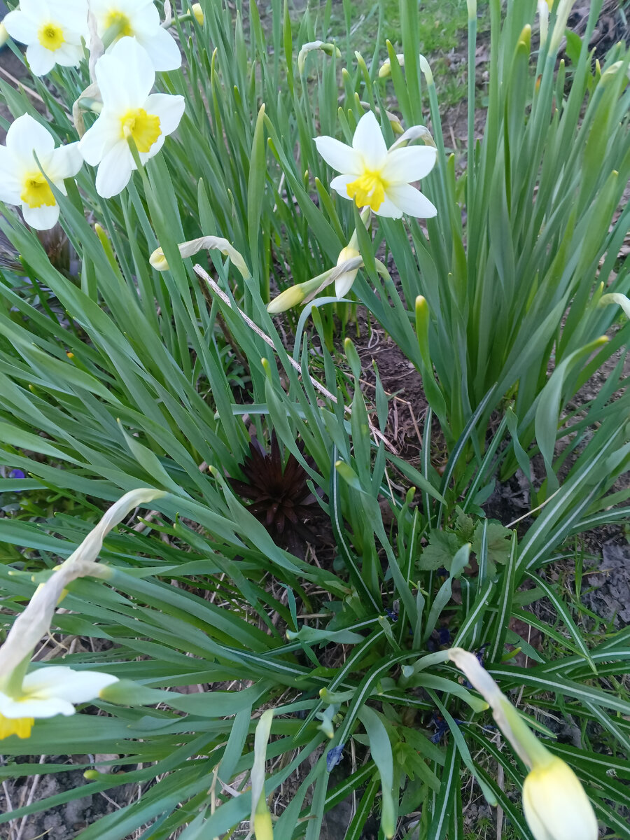 фото автора: пока на даче только нарциссы