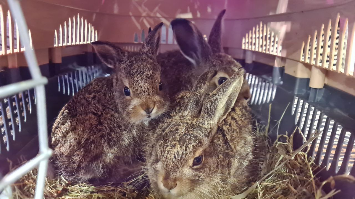 Понаехавшие из Сирина