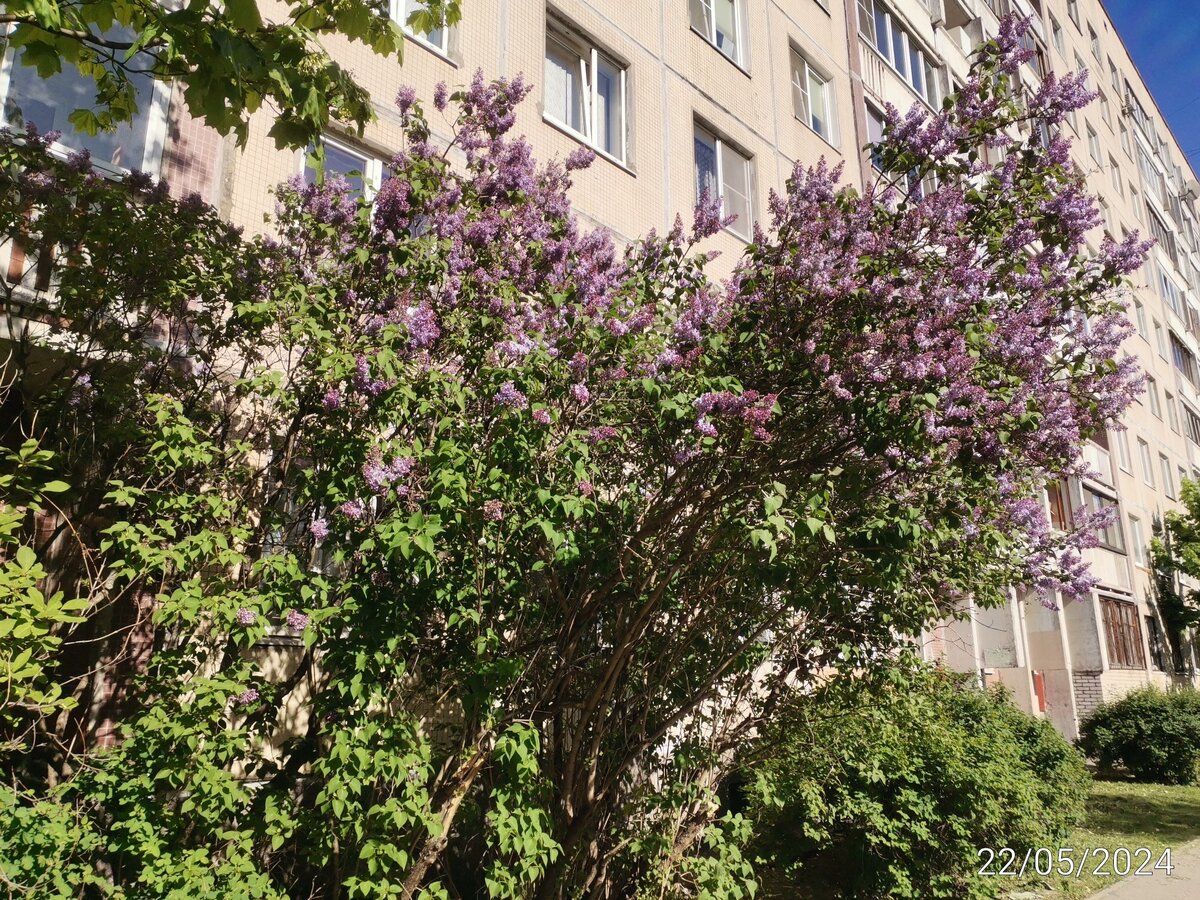 Сирень зацветает 