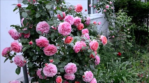 В каждом цветке пионовидной розы ДЭВИДА ОСТИНА по 120 лепестков, а у одного из самых махровых ‘Spirit of Freedom’ — почти 200.