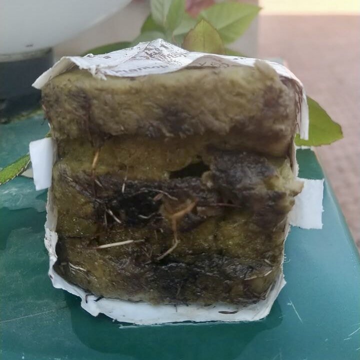 Вот такие аккуратненькие корни у укорененных роз