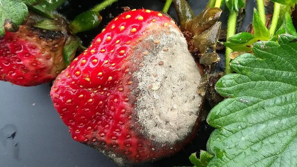 Любую болезнь нужно лечить заранее, так как впоследствии будет трудно избавиться от нее.