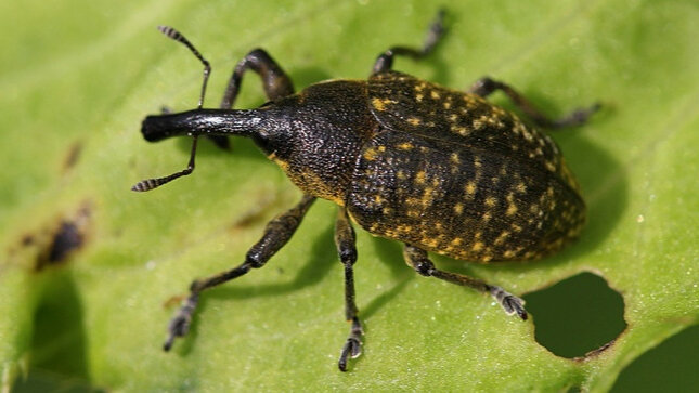 Долгоносик боится лукового настоя.