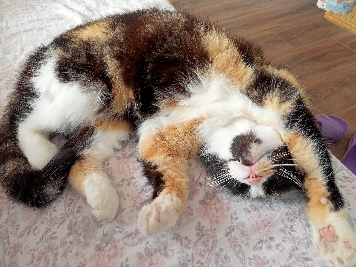 Моя кошечка