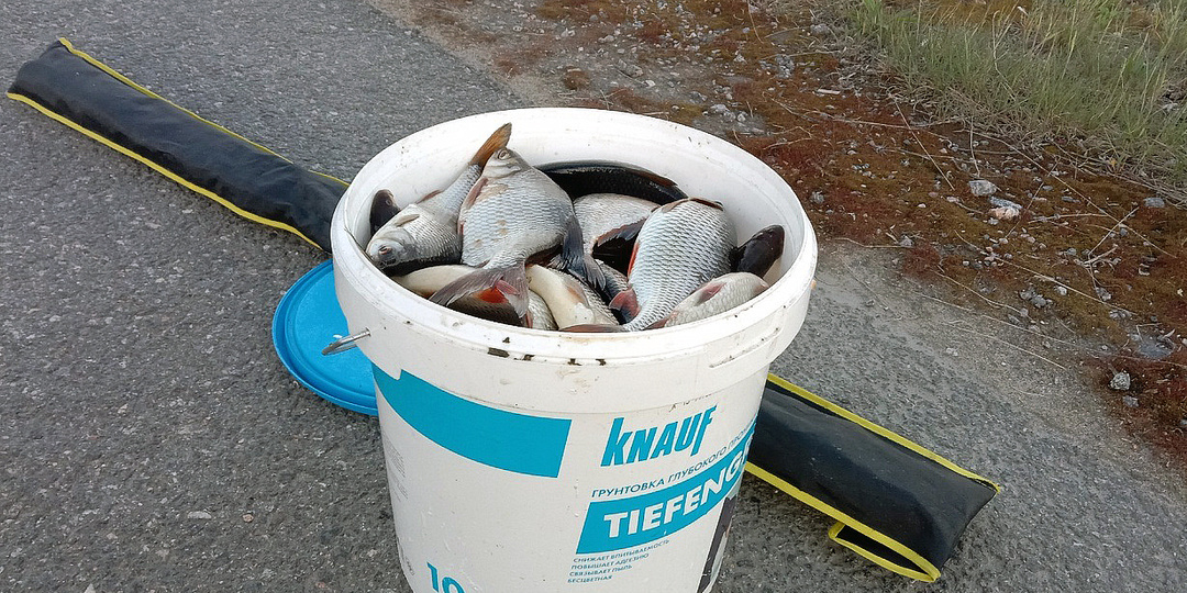 Эта рыба вообще не нужна, но с удовольствием ловлю ее, порой много