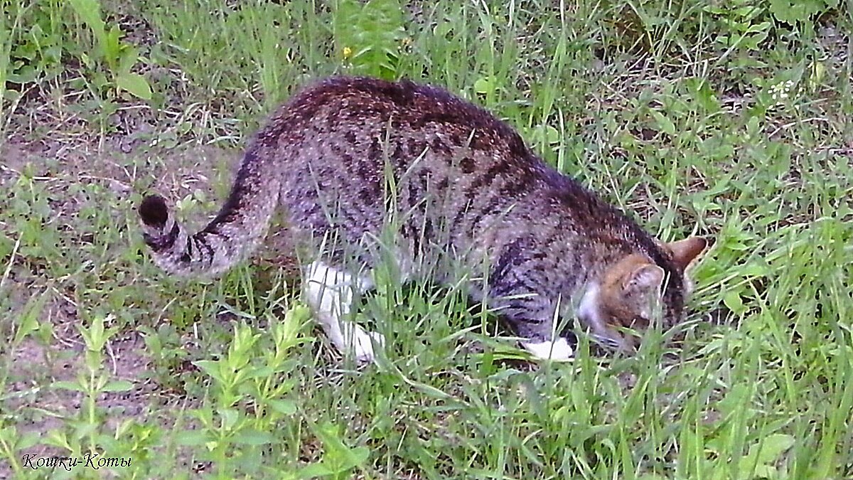День, когда можно искать клад. 