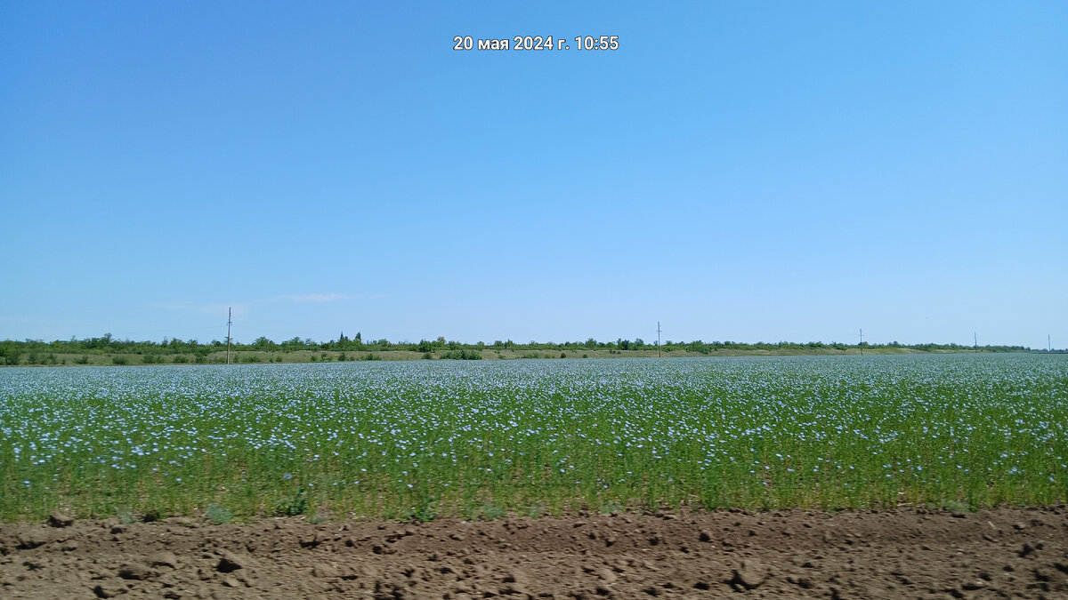 Лён по дороге.