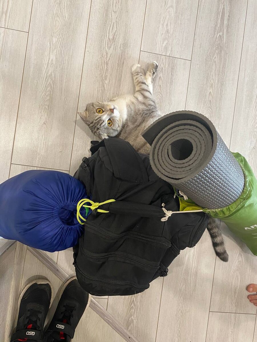 За минуту до выхода из дома. Провожающий кот.