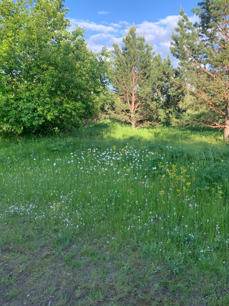 Кусочек лета на острове Татышев