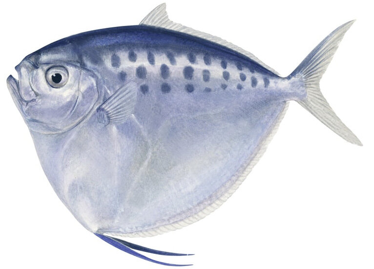 Mene maculata