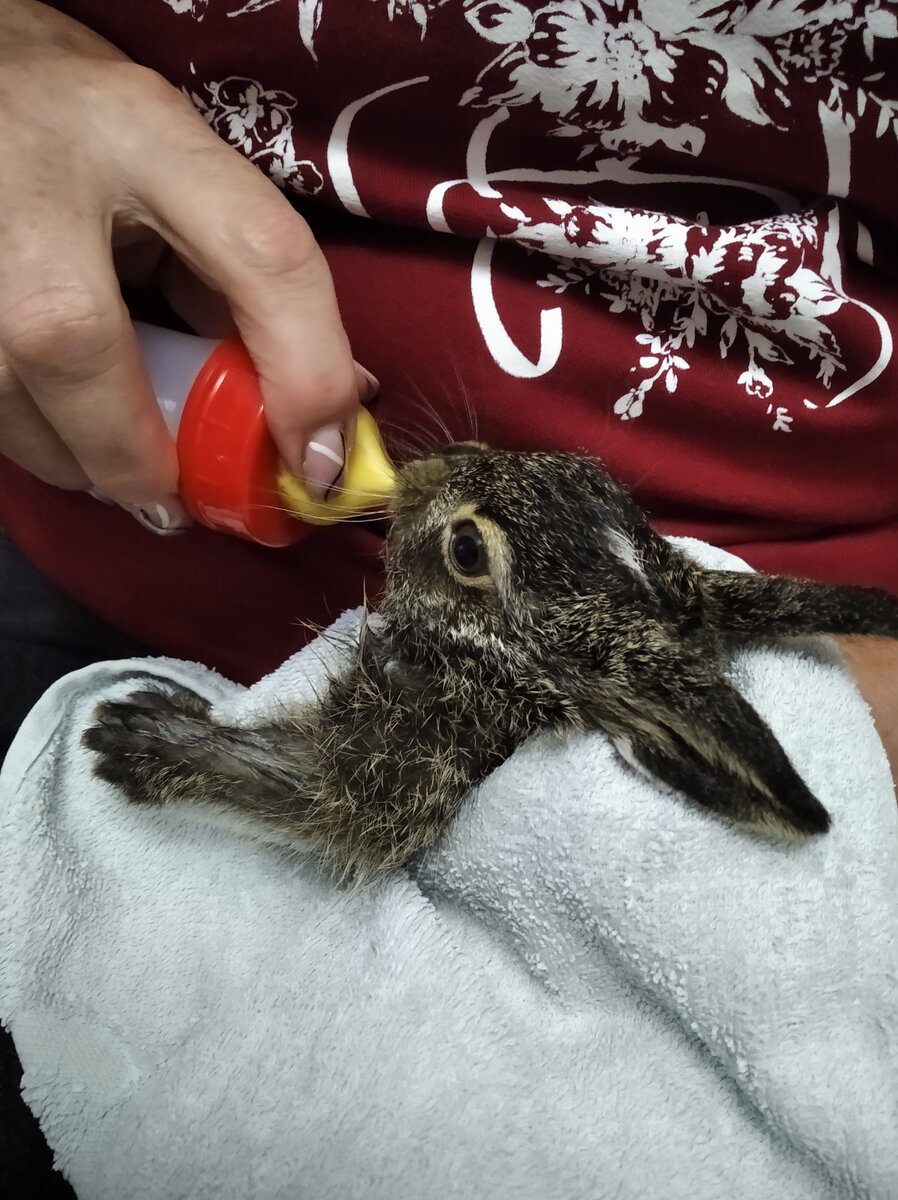 Молочко прямиком с вечерней дойки )