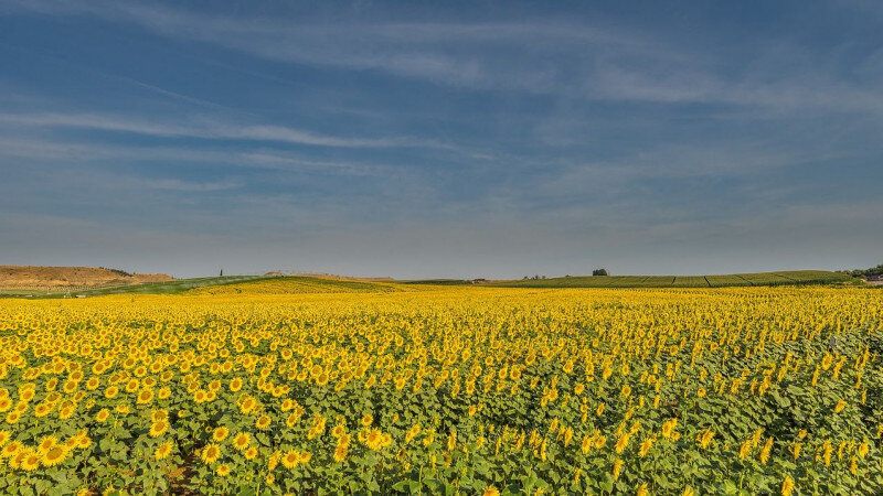     Подсолнечник. СС0.