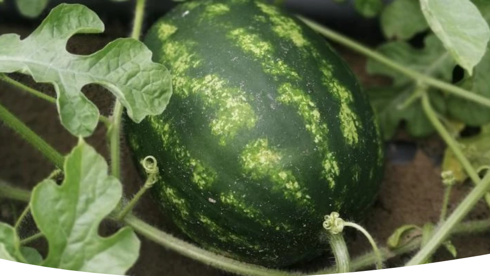 Как провести посадку арбузов в открытый грунт, чтобы получить спелые вкусные ягоды