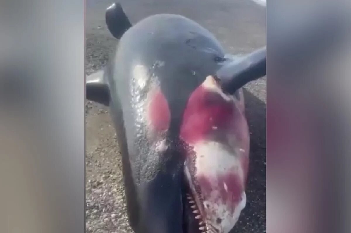    На Камчатке на берег выбросило тушу раненой косатки