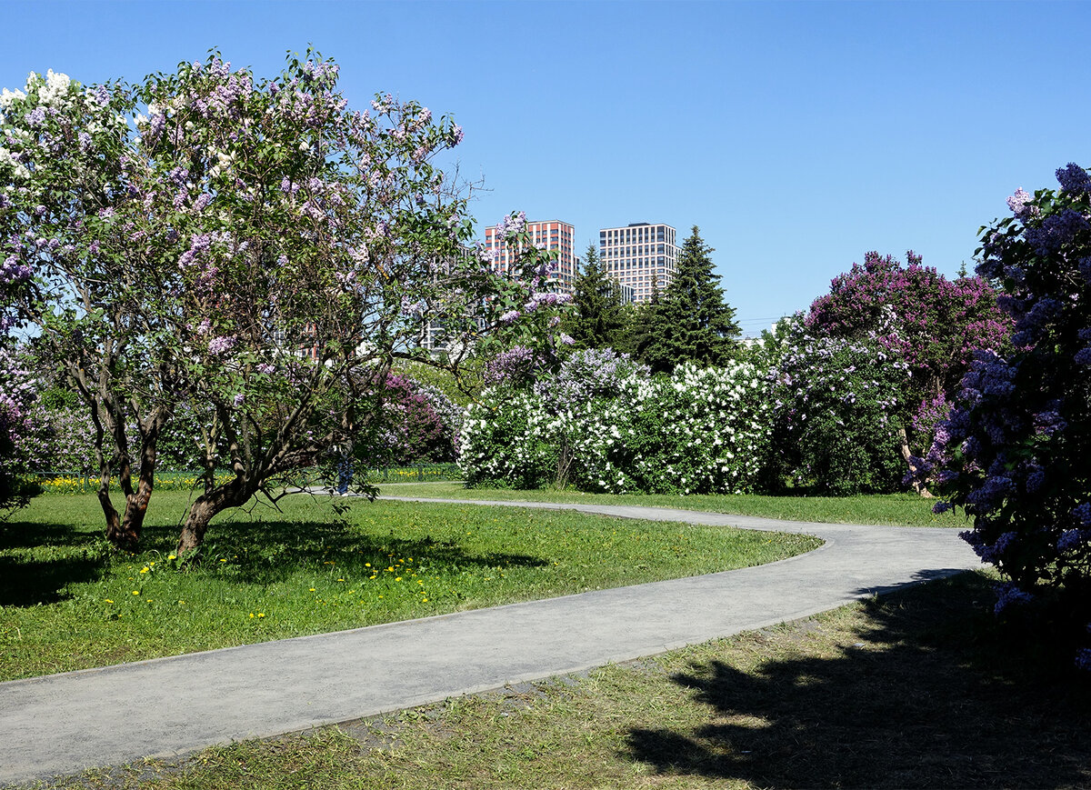 Сиреневый Сад. Северное Измайлово. Москва. Май 2024. Все фото автора.