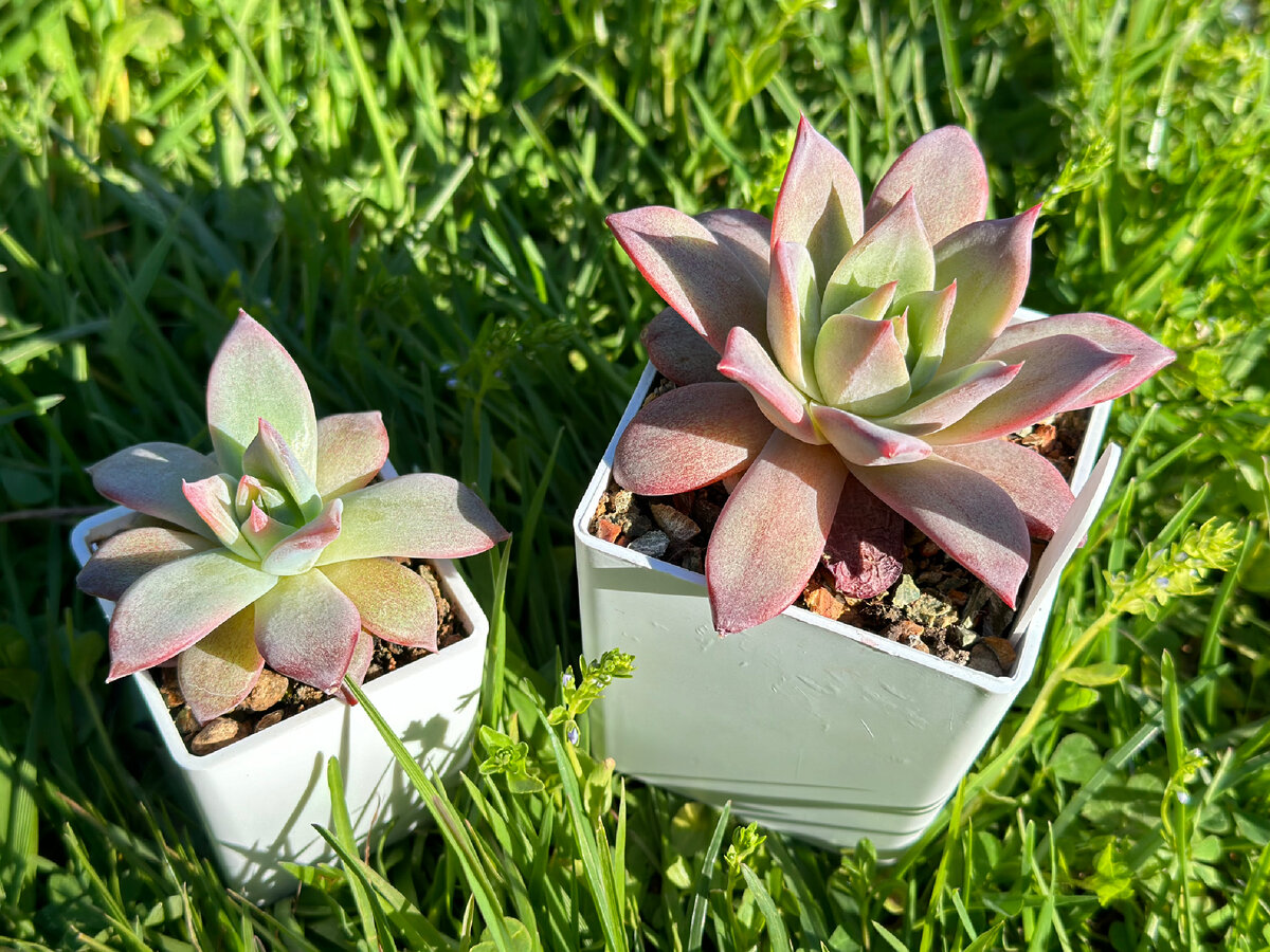 Слева детка, справа материнское растение