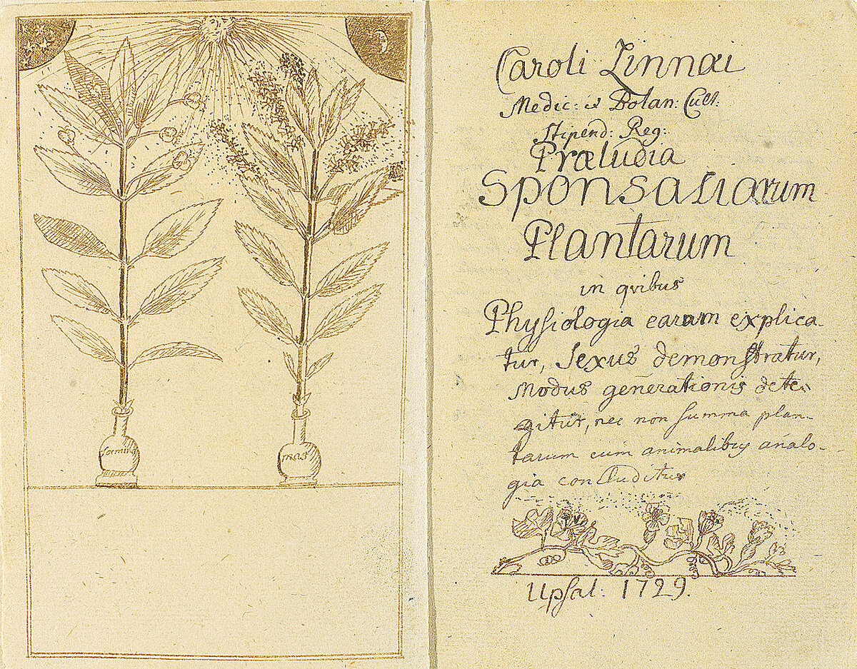 Рукопись работы Линнея Praeludia sponsaliorum plantarum (декабрь 1729 года)