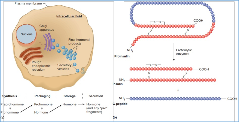 Figure 4.1. Typical synthesis and secretion of peptide hormones. (a) Peptide hormones typically are processed by enzymes from preprohormones containing a signal peptide, to prohormones; further processing results in one or more active hormones that are stored in secretory vesicles. Secretion of stored secretory vesicles occurs by the process of exocytosis. (b) An example of peptide hormone synthesis. Insulin is synthesized as a preprohormone (not shown) that is cleaved to the prohormone shown here. Each bead represents an amino acid. The action of proteolytic enzymes cleaves the prohormone into insulin and C-peptide (plus four amino acids which are removed altogether; not shown). Note that this cleavage results in two chains of insulin, which are connected by disulfide bridges. Eric P. Widmaier Human Physiology. The Mechanisms of Body Function, New NY: McGraw-Hill Education. 2019. https://lccn.loc.gov/2017048599