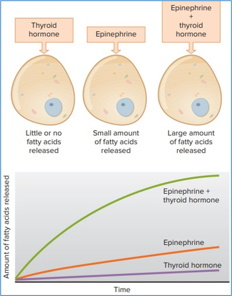 Figure 4.2. The ability of thyroid hormone to “permit”   epinephrine-induced release of fatty acids from adipose tissue cells. Thyroid   hormone exerts this effect by causing an increased number of beta-adrenergic   receptors on the cell. Thyroid hormone by itself stimulates only a small   amount of fatty acid release. Eric P. Widmaier Human Physiology. The   Mechanisms of Body Function, New NY: McGraw-Hill Education. 2019.   https://lccn.loc.gov/2017048599