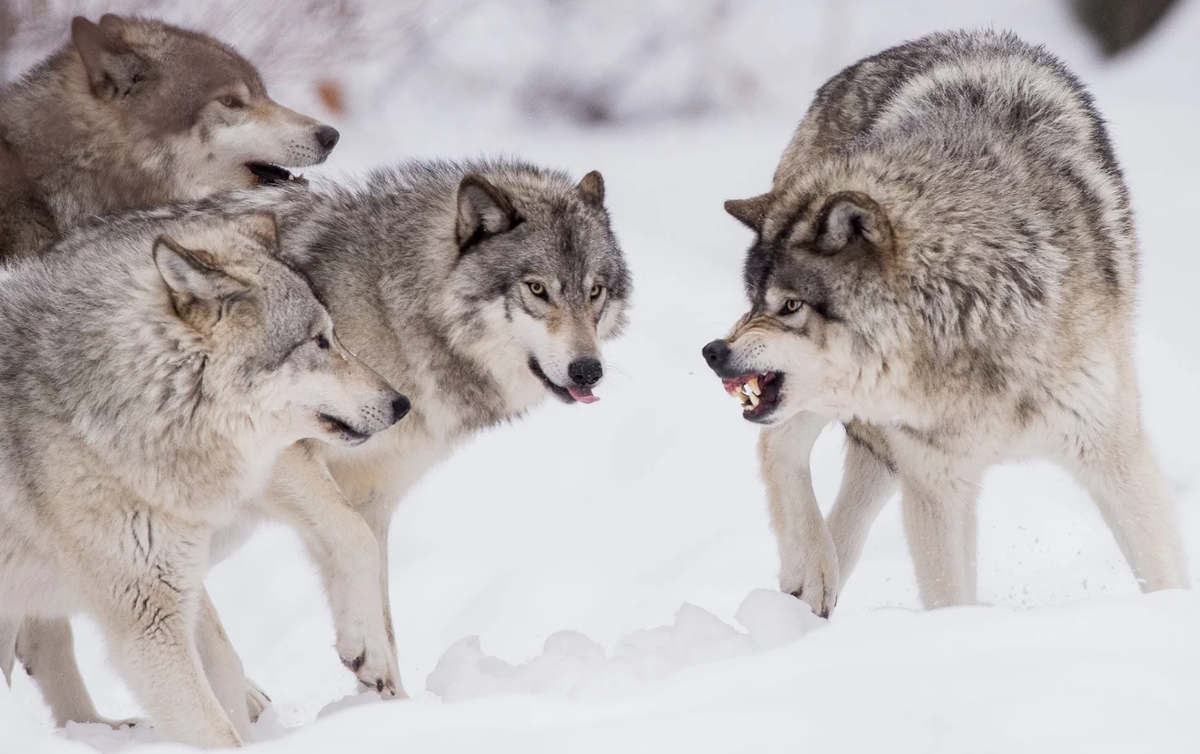Вожак рассказывает правила поведения