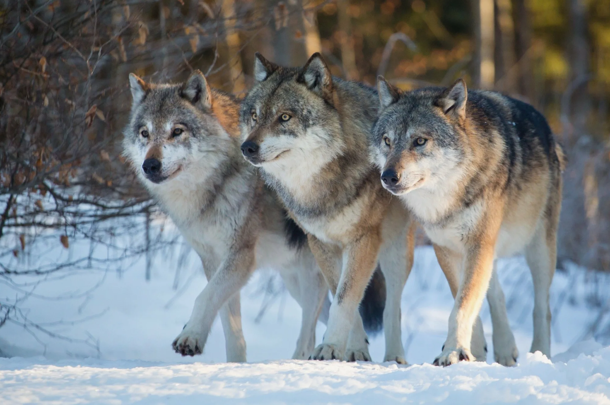 - Мы братья навек!