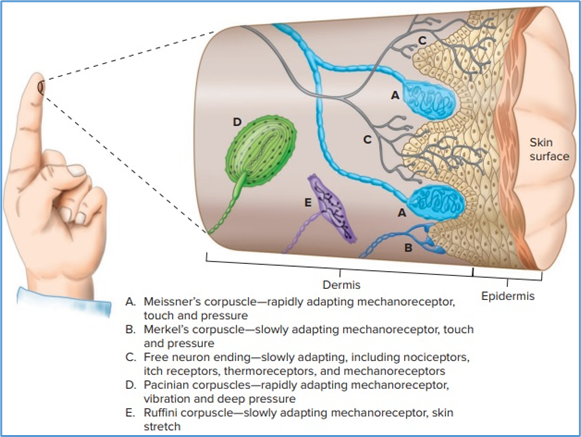 Figure 5.2. Skin receptors, one class of somatic receptors.   Some neurons have free endings not related to any apparent receptor   structure. Others end in receptors that have a complex structure. Not drawn   to scale; for example, Pacinian corpuscles are actually four to five times   larger than Meissner’s corpuscles. In skin with hair (like the back of the   hand), there are receptors made up of free neuron endings wrapped around the   hair follicles, and Meissner’s corpuscles are absent. Eric P. Widmaier Human   Physiology. The Mechanisms of Body Function, New NY: McGraw-Hill Education.   2019. https://lccn.loc.gov/2017048599