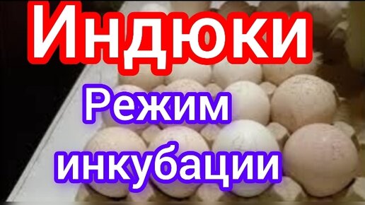 Схема инкубации индюков