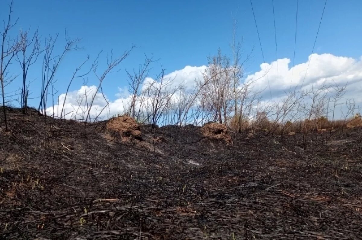    Риск лесных пожаров вырос на севере Камчатки