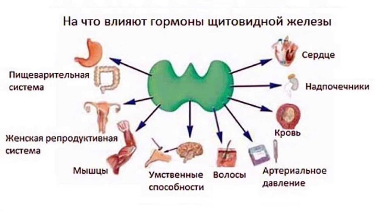 СПОРТ И ЩИТОВИДНАЯ ЖЕЛЕЗА | Реабилитация и спортивная медицина | Дзен