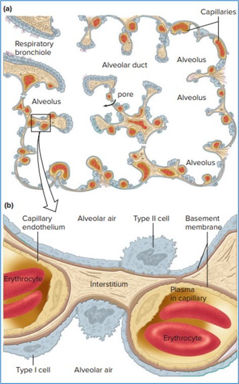 Figure 7.1. (a) Cross section through an area of the   respiratory zone. There are 18 alveoli in this figure, only four of which are   labeled. Two often share a common wall. (b) Schematic enlargement of a   portion of an alveolar wall. Eric P. Widmaier Human Physiology. The   Mechanisms of Body Function, New NY: McGraw-Hill Education. 2019.   https://lccn.loc.gov/2017048599