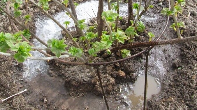Поливаем уже сейчас