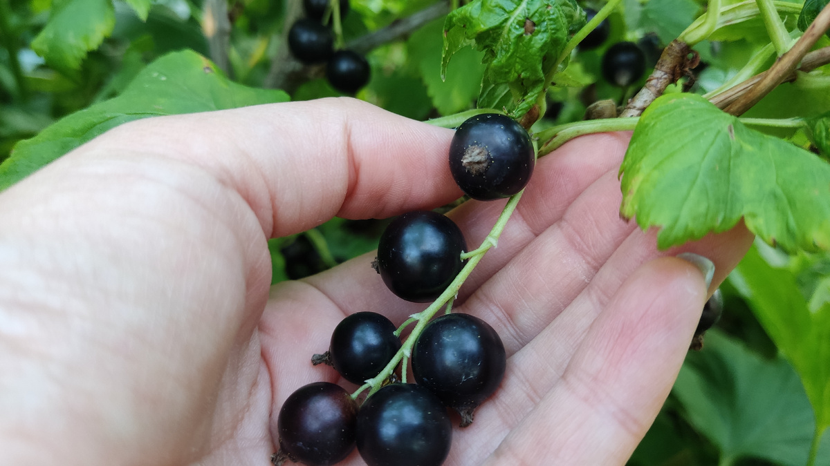 Сочная, сладкая и крупная ягода