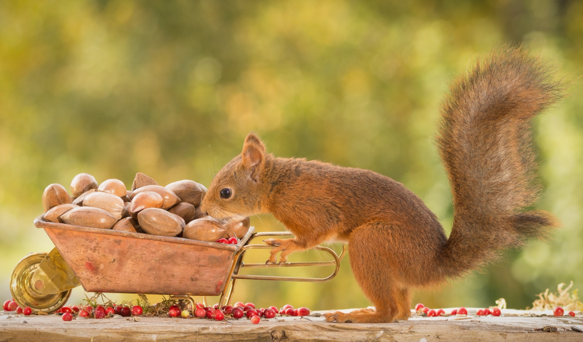 Белка готовит запасы на зиму