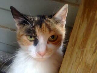 Где ты, Муреночка?