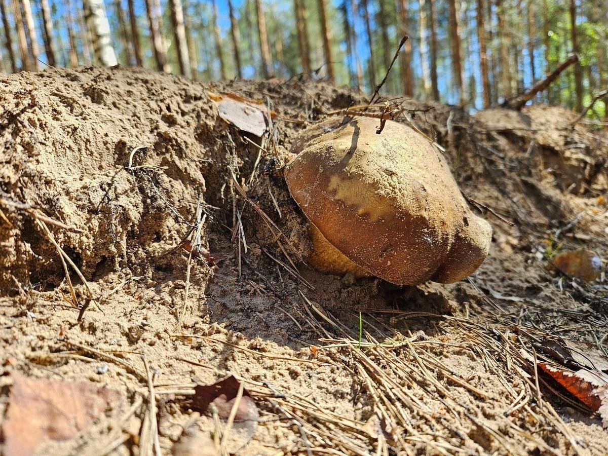 Фото: Мишель Грин / «Грибы и Грибники СПб»