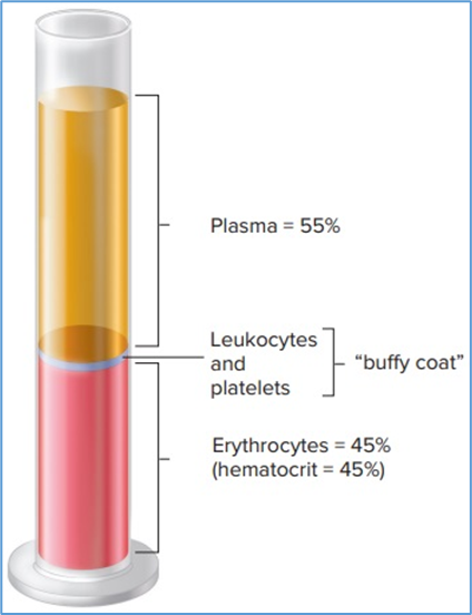 Figure 8.1. Measurement of the hematocrit by centrifugation.   The values shown are typical for a healthy male. Due to the presence of a   thin layer of leukocytes and platelets between the plasma and erythrocytes,   the value for plasma is actually slightly less than 55%. Eric P. Widmaier   Human Physiology. The Mechanisms of Body Function, New NY: McGraw-Hill   Education. 2019. https://lccn.loc.gov/2017048599